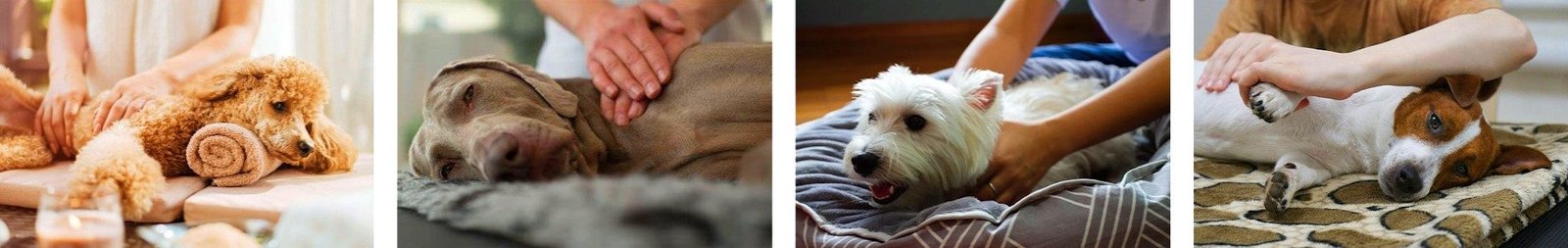Dog Massage Examples
